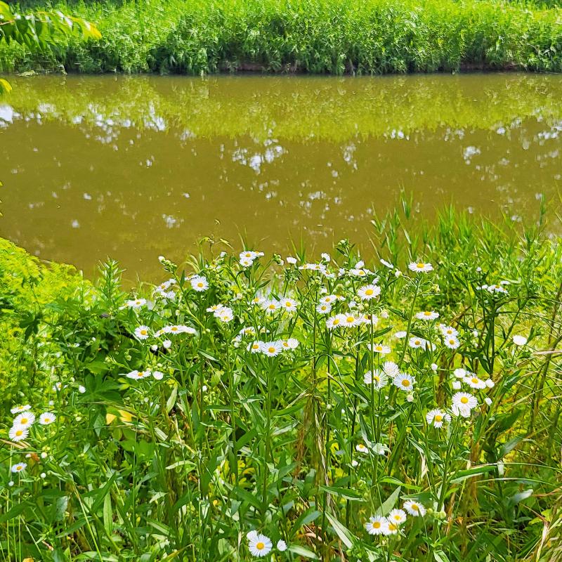 페튜니아, 개망초, 샤스타데이지, 금계국💐