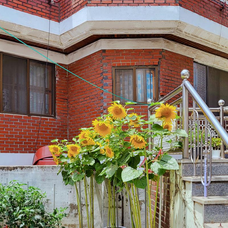 정신 없어서 못올린거 올리깅 능소화랑 수국 보로 가고싶었는데 갈 수 있을지는..수국은 이미 지났겠다