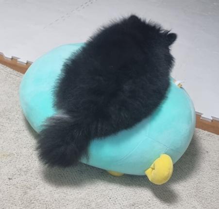 아니 우리집 강아지 왜이러고 잠 뒤돌아봤다가 깜짝놀랬네 밑에 깔려있는거 죠르디인형임
