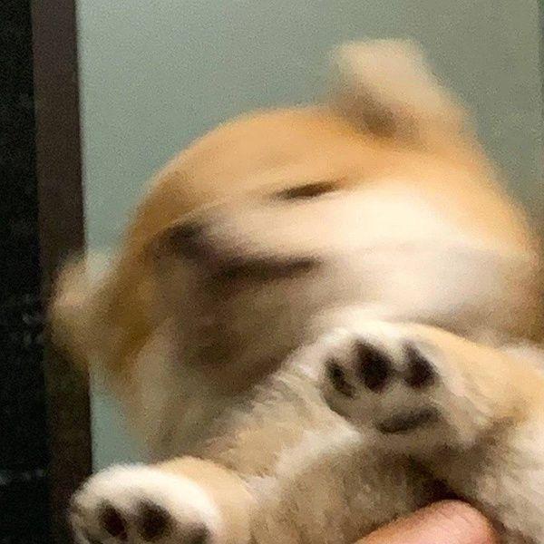 강아디