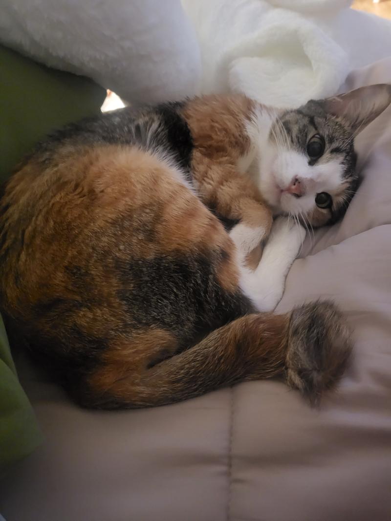 >>7 똥고양이.