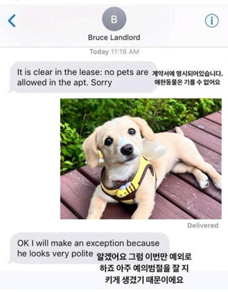 개 키우면 안된다는 집주인