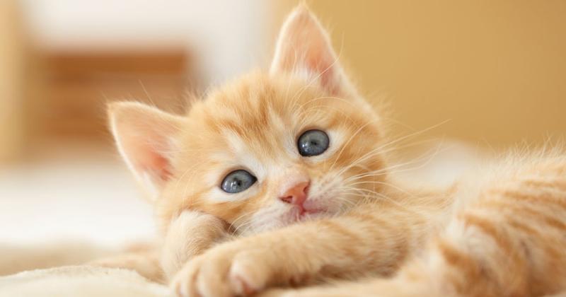 갱신🐱