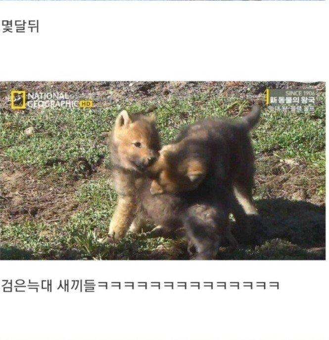 검은 늑대 이야기