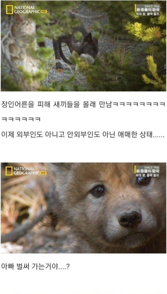검은 늑대 이야기