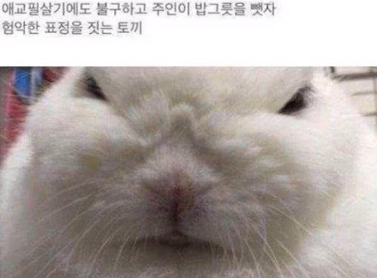밥 뺏긴 토끼