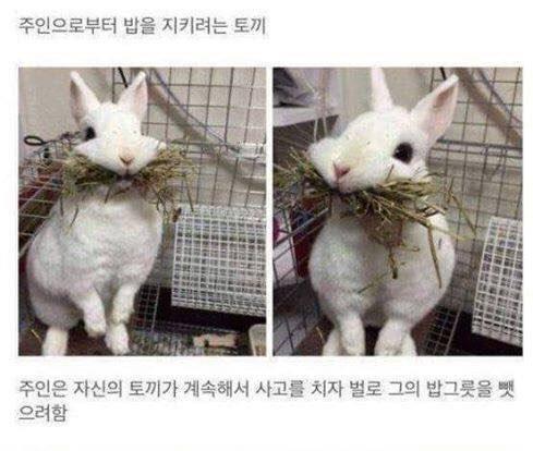 밥 뺏긴 토끼