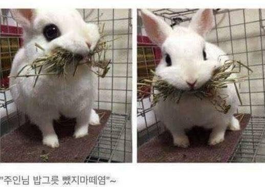 밥 뺏긴 토끼