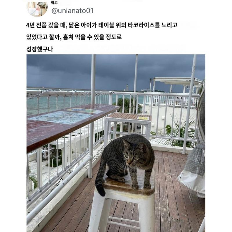 오키나와에서 유명한 고양이