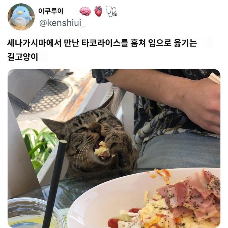 오키나와에서 유명한 고양이