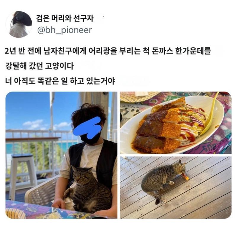 오키나와에서 유명한 고양이
