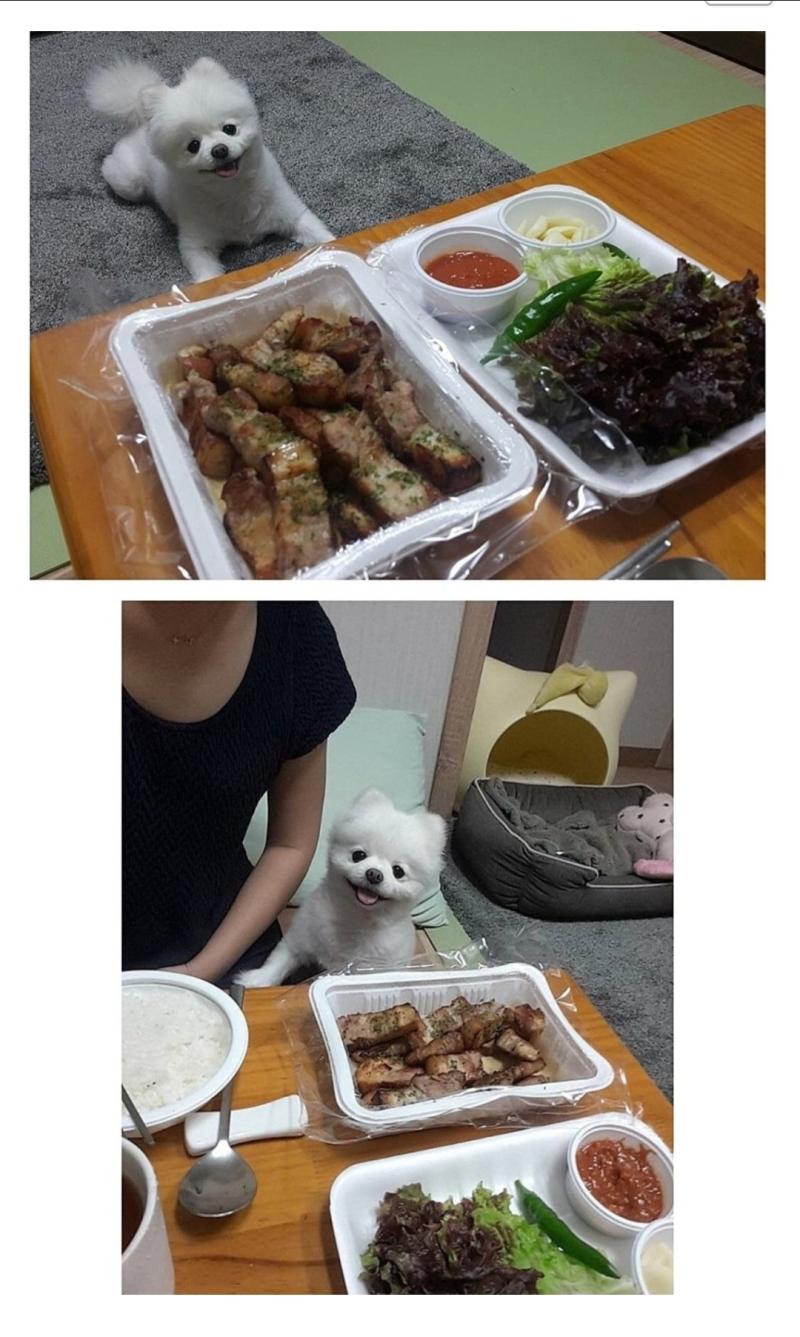 강아지