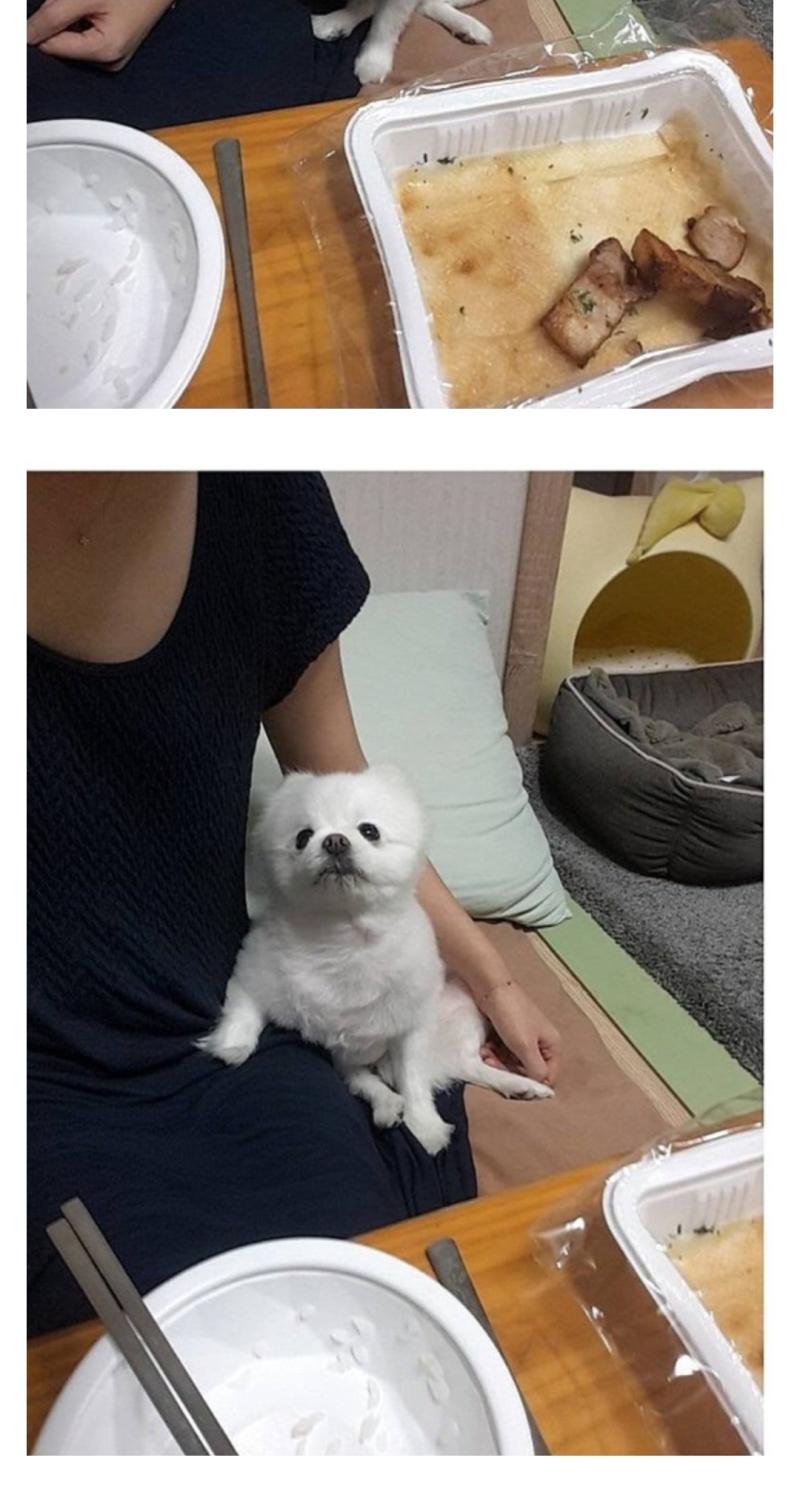 강아지