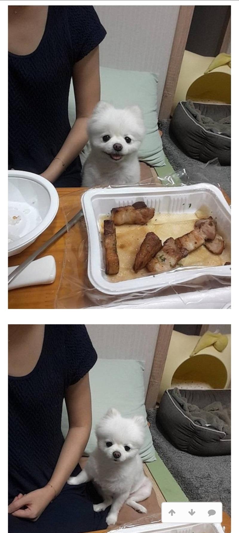 강아지