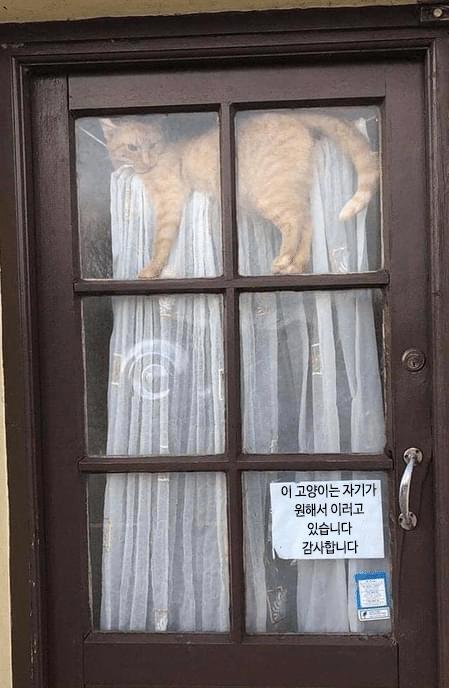 이 애들은 원해서 이러고 있습니다