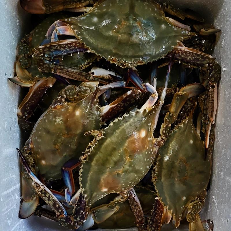 게🦀 💬 삼촌이 게도 사 주셔서 오늘은 새우, 게 포식🥹🩷