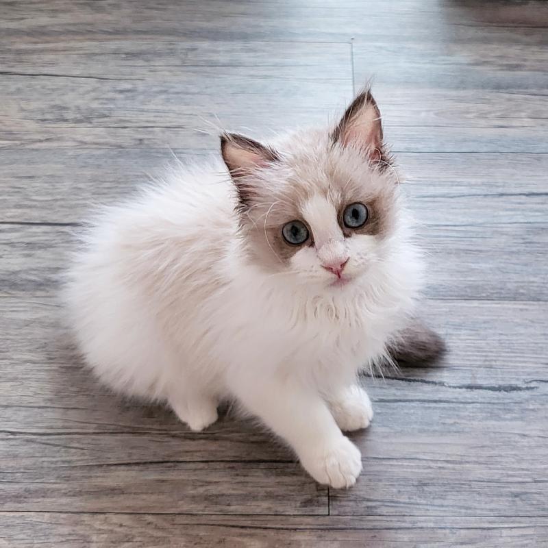 오늘부터 일욜까지 친구네 냥이 아침 저녁으로 밥 주고 감자 캐로 가는데 넘 커욥..지금은 그냥 보고싶어서 놀아줄겸 갔다옴🐱🩷
