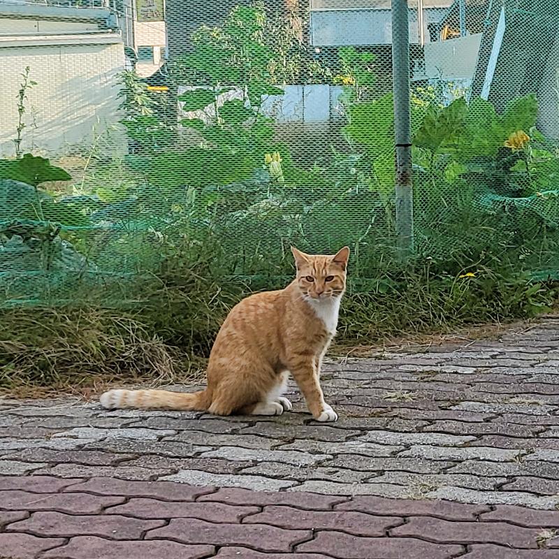 오늘 병원 다녀올 겸 산책하는 길에(사실 푸딩 사러 가는 길)뚠뚠냥과 카오스냥 그리고 그들의 새끼로 추정되는 치즈냥을 봤고 마가목 나무의 열매도