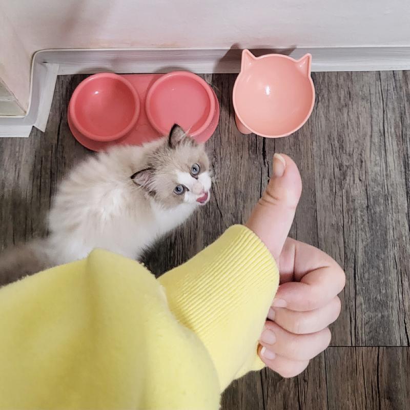 오늘 아침도 완뚝한 냥🐾🩷