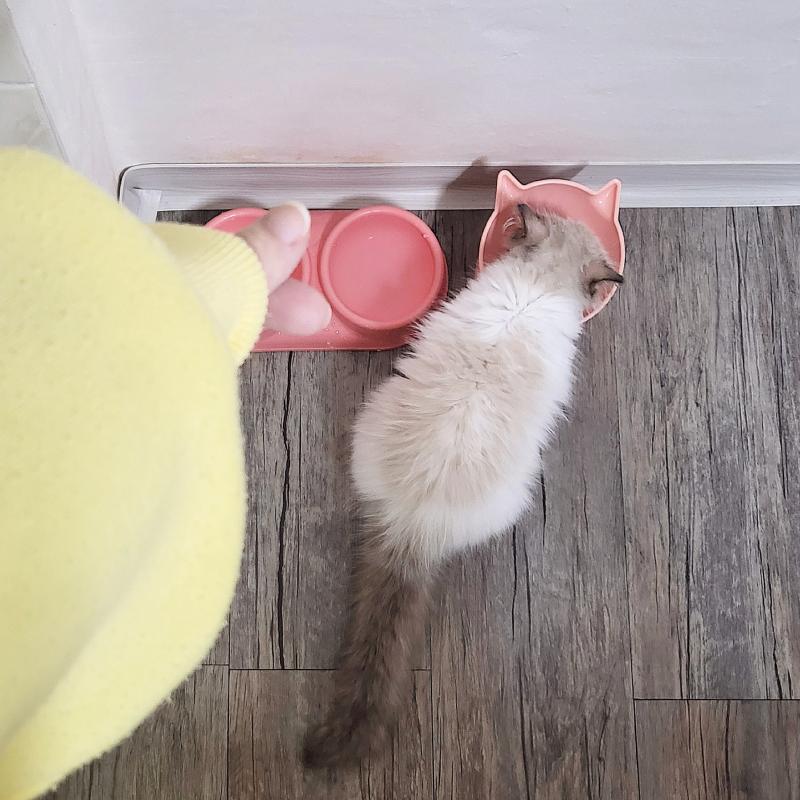 오늘 아침도 완뚝한 냥🐾🩷