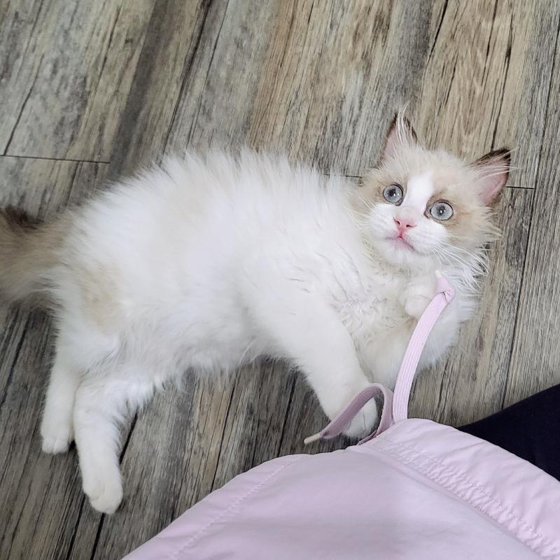 묘생 4개월차 아기맹수🐱🩷내 바막을 물어 뜯겼지만 갠차나..기여우니까🥹🩷