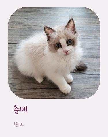 그리구 갈 때 마다 궁금해 할 것 같아서 사진이랑 영상 찍어서 보고 해주고 있는데 냥이 사진으로 도배 되구 있어서 앨범 만들어서 보여줬더니 칭구