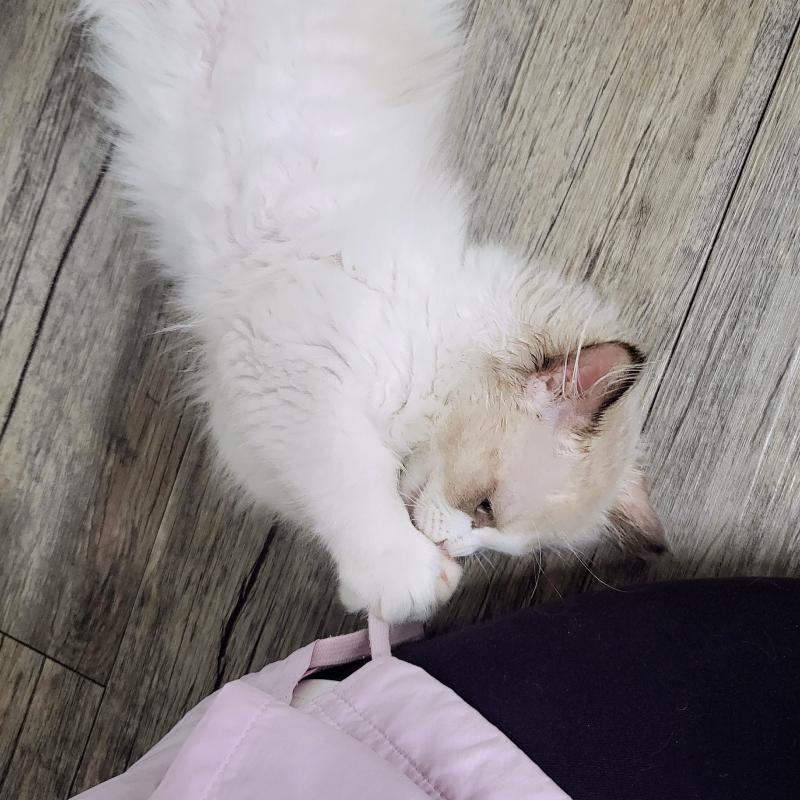 묘생 4개월차 아기맹수🐱🩷내 바막을 물어 뜯겼지만 갠차나..기여우니까🥹🩷