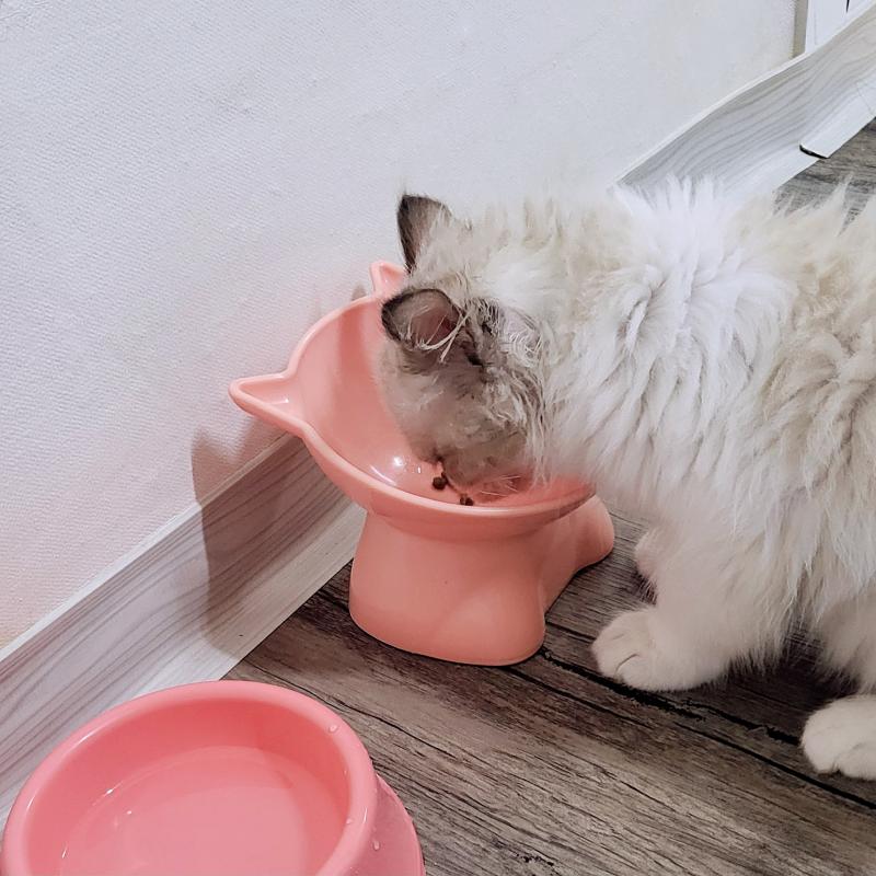 오늘도 완뚝한 밥 잘먹는 고영희🐱🩷