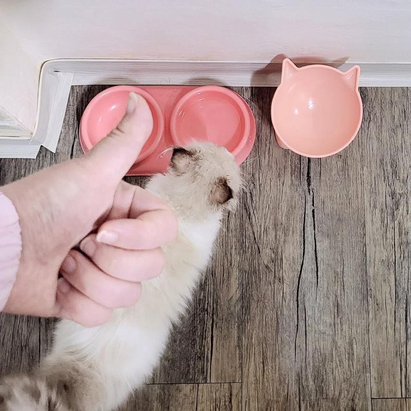 오늘도 완뚝한 밥 잘먹는 고영희🐱🩷