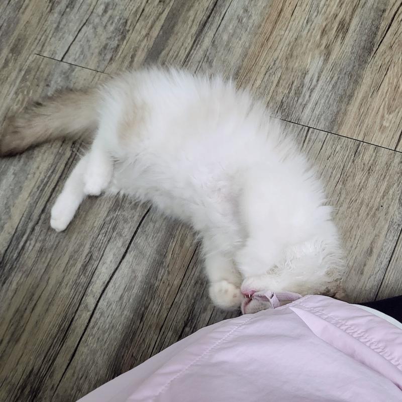 묘생 4개월차 아기맹수🐱🩷내 바막을 물어 뜯겼지만 갠차나..기여우니까🥹🩷