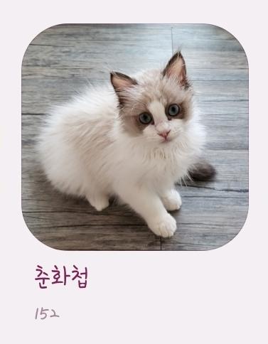 그리구 갈 때 마다 궁금해 할 것 같아서 사진이랑 영상 찍어서 보고 해주고 있는데 냥이 사진으로 도배 되구 있어서 앨범 만들어서 보여줬더니 칭구