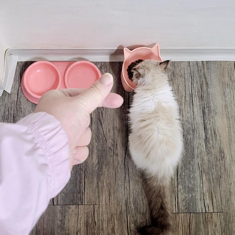 오늘도 완뚝한 밥 잘먹는 고영희🐱🩷
