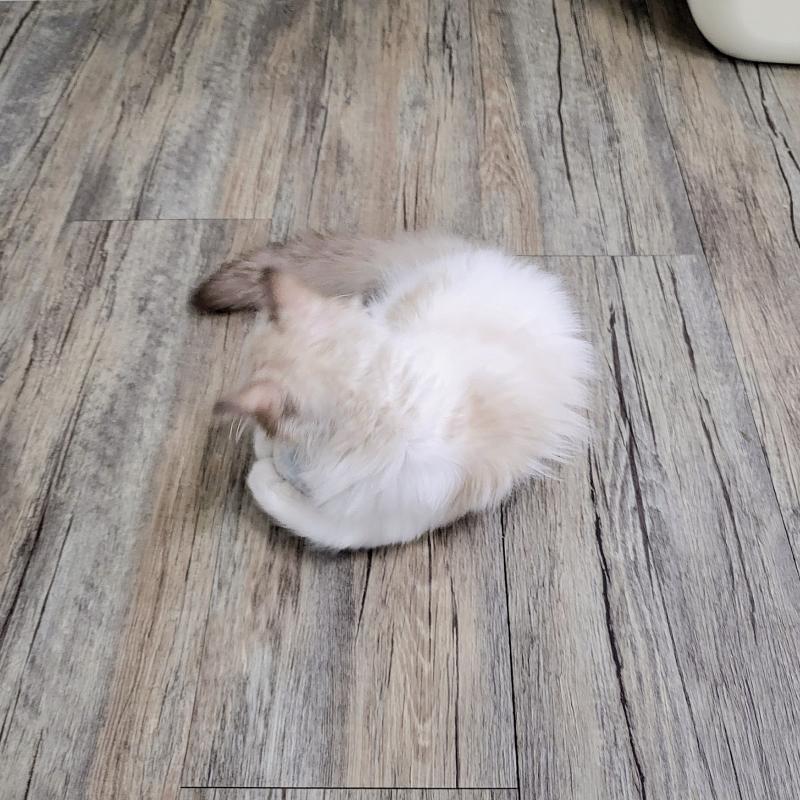누굴 닮아 예쁜 고양이야!! 귀여워어어엉🥹🩷🩷