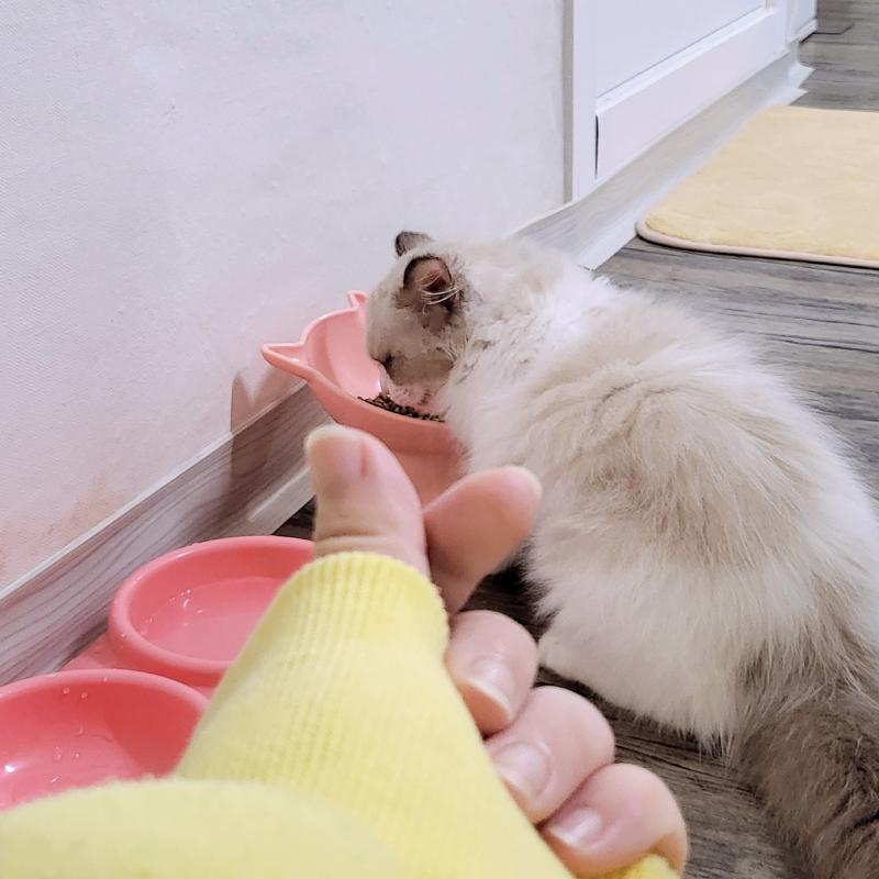 오늘도 완뚝한 아기고영희🩷