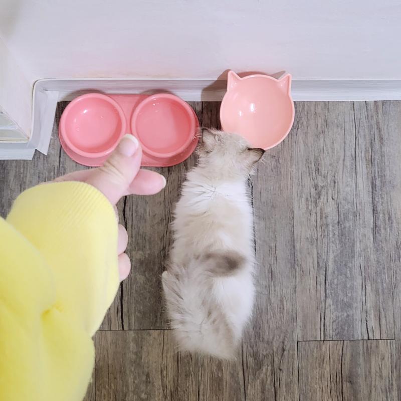오늘도 완뚝한 아기고영희🩷