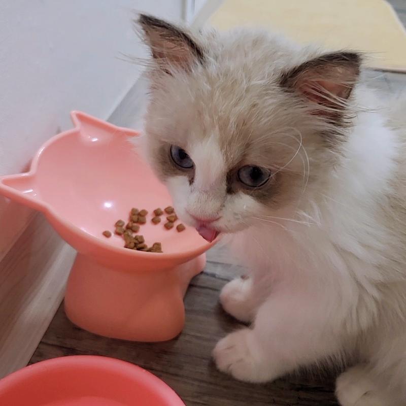 저녁두 완뚝!!🐱🩷낼 아침이면 마지막이네🥹