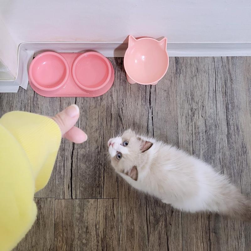 저녁두 완뚝!!🐱🩷낼 아침이면 마지막이네🥹