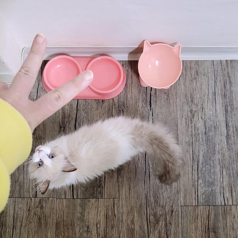 오늘의 아기 냐옹이는 아침도 완뚝!!🐱🩷5일간 아기 냐옹이 돌보기 미션 클리어✌🏻✨️