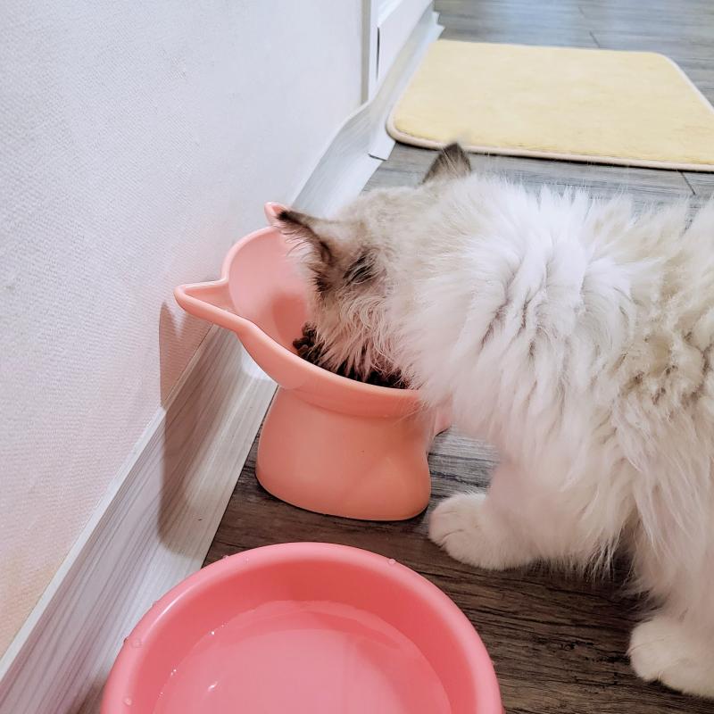 오늘의 아기 냐옹이는 아침도 완뚝!!🐱🩷5일간 아기 냐옹이 돌보기 미션 클리어✌🏻✨️