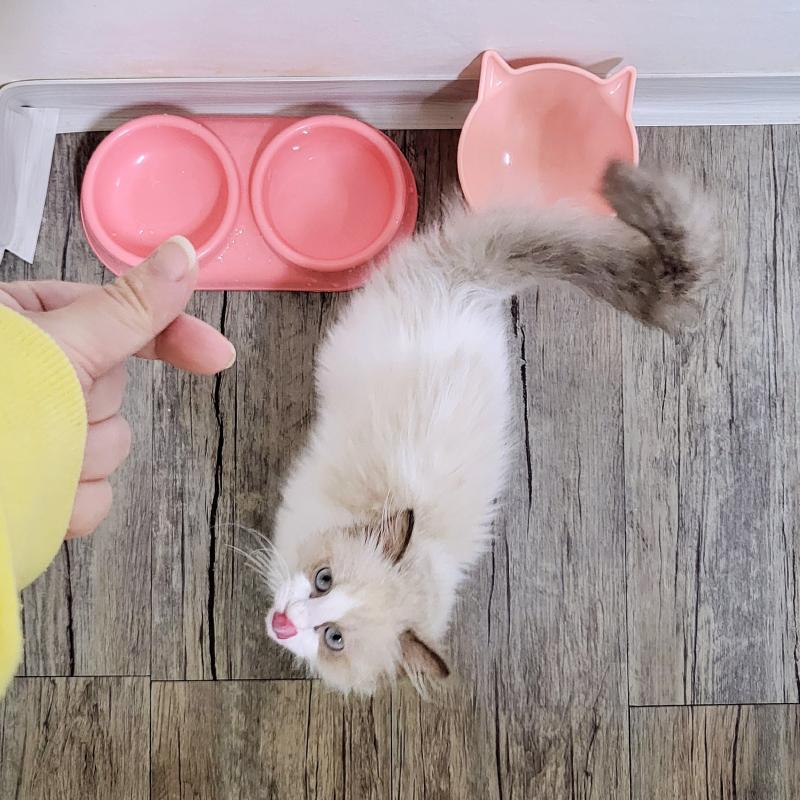 오늘의 아기 냐옹이는 아침도 완뚝!!🐱🩷5일간 아기 냐옹이 돌보기 미션 클리어✌🏻✨️