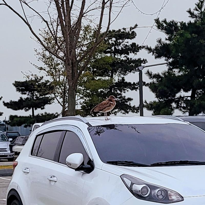 너 누긔야 왜 거기써(참고로 우리차 아님)