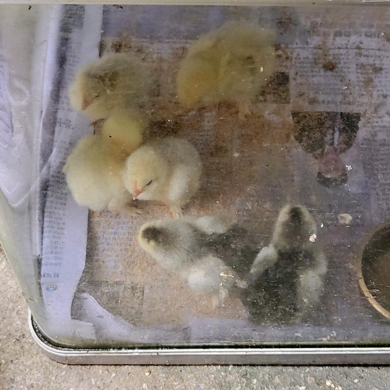오리고기집이라서 오리인줄 알았는데 병아리라구 한다🐣예전에는 오리들도 뛰댕겼는데 이젠 안 보이는..🥹