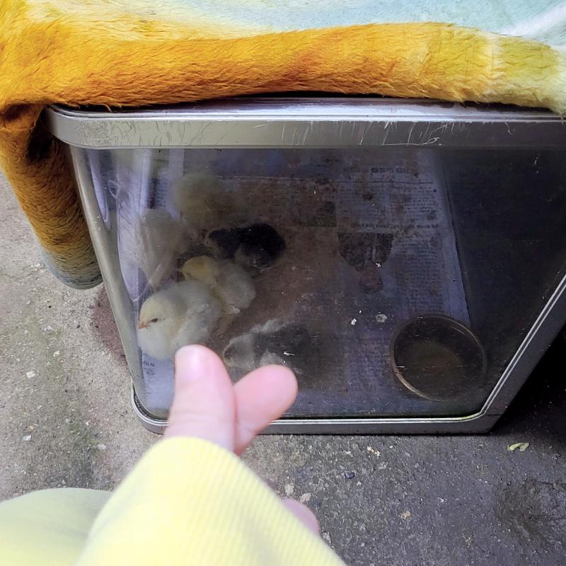 오리고기집이라서 오리인줄 알았는데 병아리라구 한다🐣예전에는 오리들도 뛰댕겼는데 이젠 안 보이는..🥹