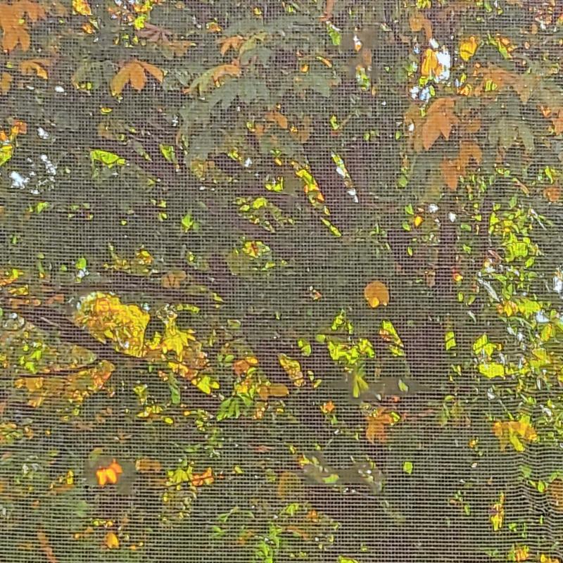 가을의 한폭을 담은 우리집🍂