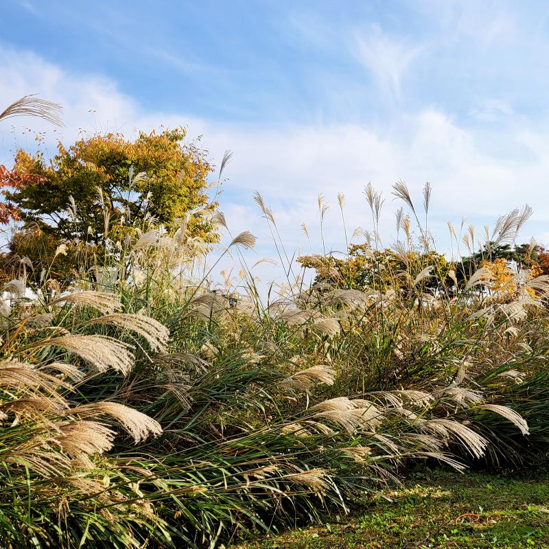 So 가을🍁🍂❤️이제 날씨 너무 추워져서 겉옷 없이는 못 나가겠당..지금까지는 양기모 후집 원피스나 히트텍 입고 원피스 입으면 그렇게 안 추워서
