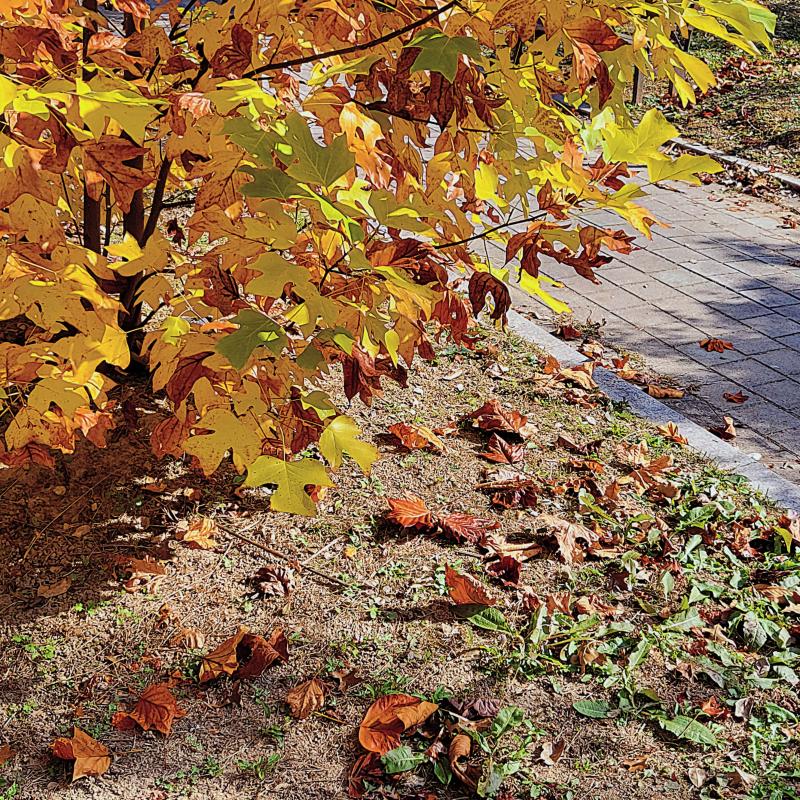 가을 몇장🍁🍂