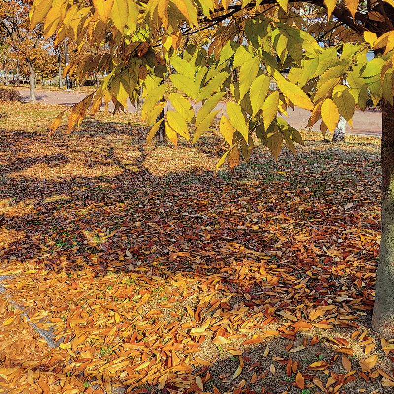 가을 몇장🍁🍂