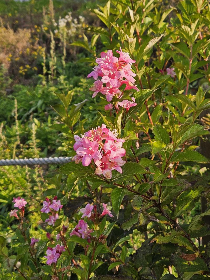 🌸