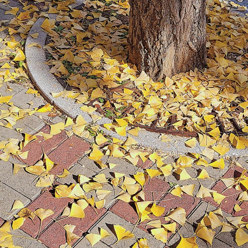 가을 몇장🍁🍂