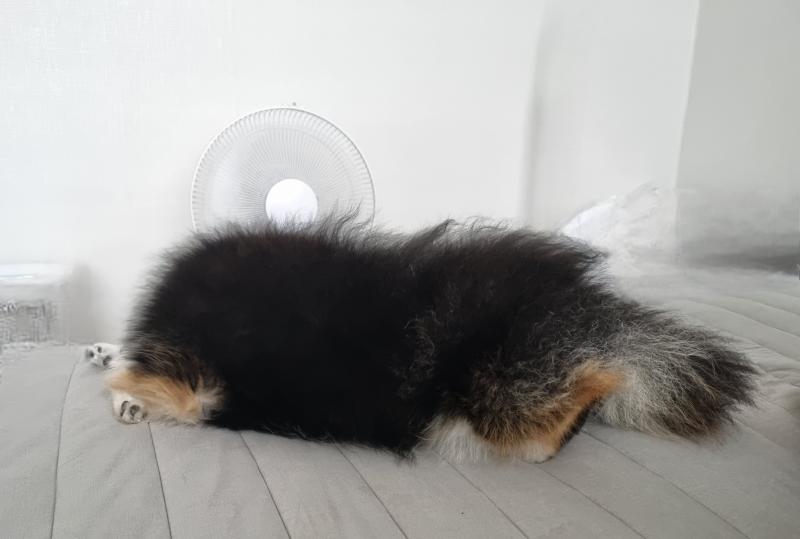 아침부터 퍼질러자는 내 강아지 오늘자 할일 리스트 = 아침에 어제 남은 피자 먹기 = 산책 천천히 걸어서 2시간 다녀오기 = 편의점 들러서 마실